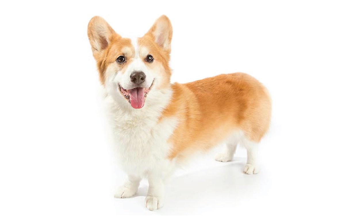 Собака корги