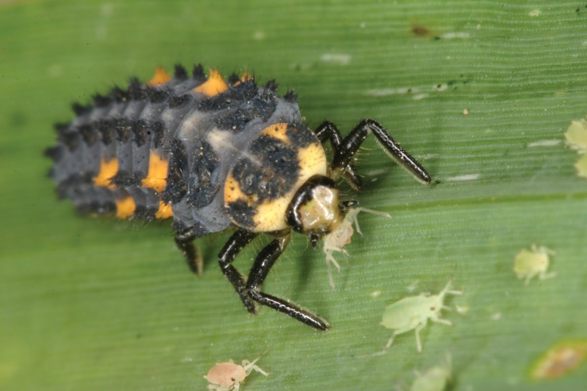 Лярва насекомое