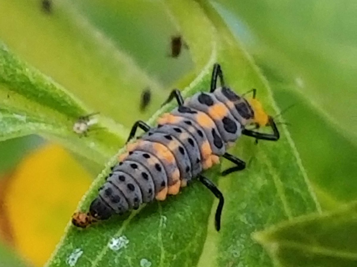 Harmonia axyridis гусеница