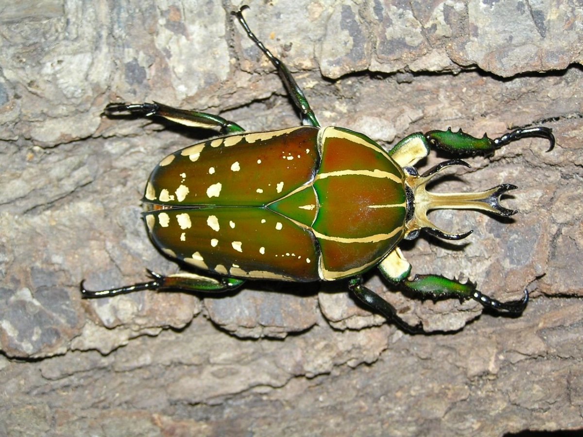Жук Mecynorrhina Polyphemus