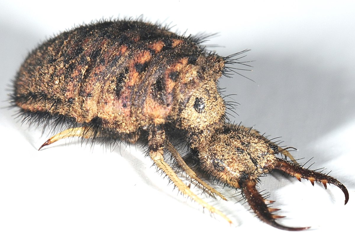 Азиатской леди Жук