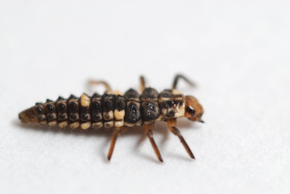 Жук ЛАРВА насекомое