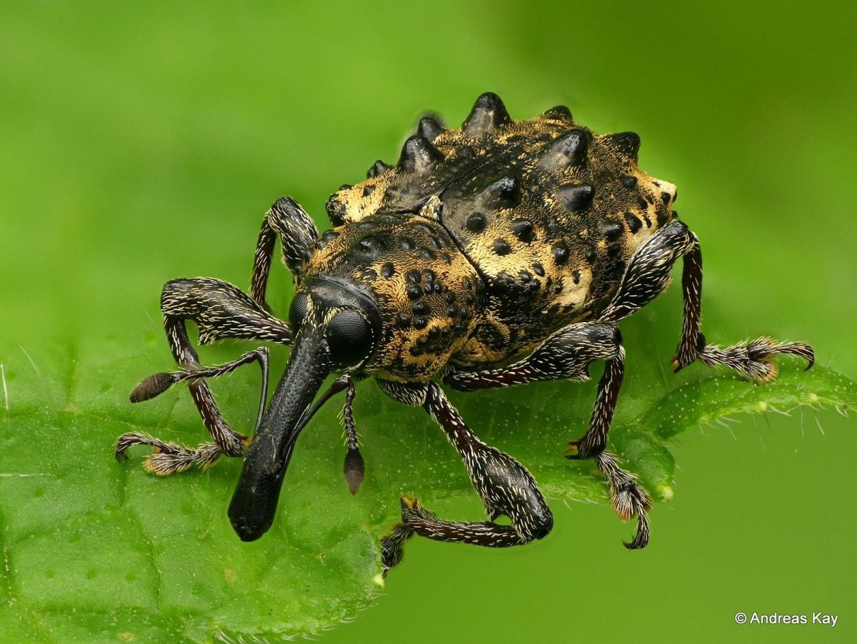 Паукообразные жуки