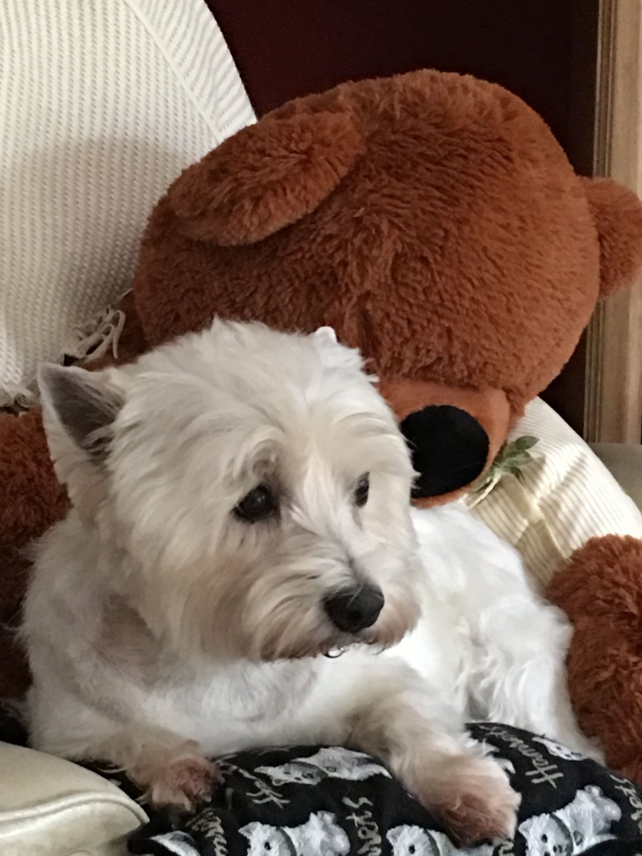 Швегцшнаутер собака фото