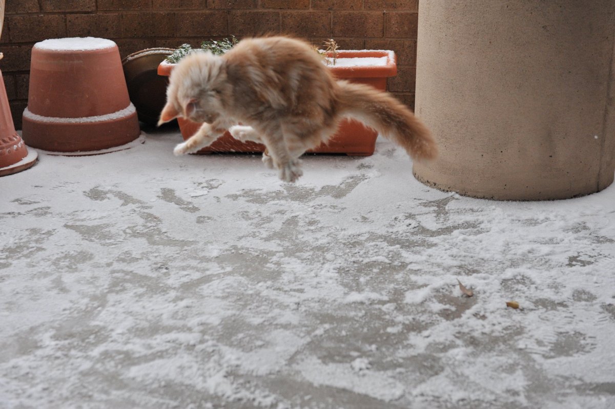 Доброе утро котик