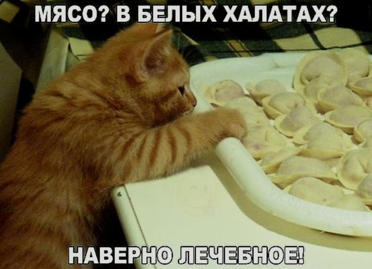 Милый котик в шапочке Эстетика