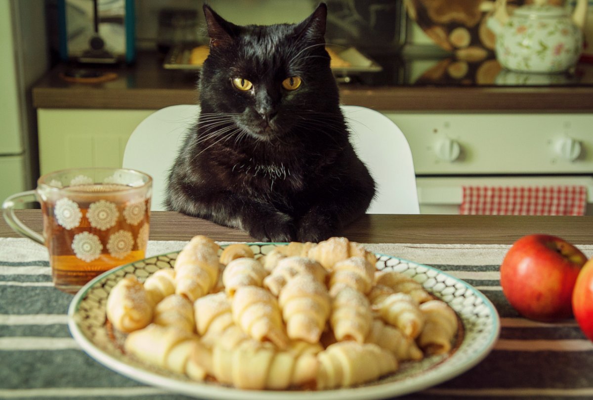 Коты пельмени