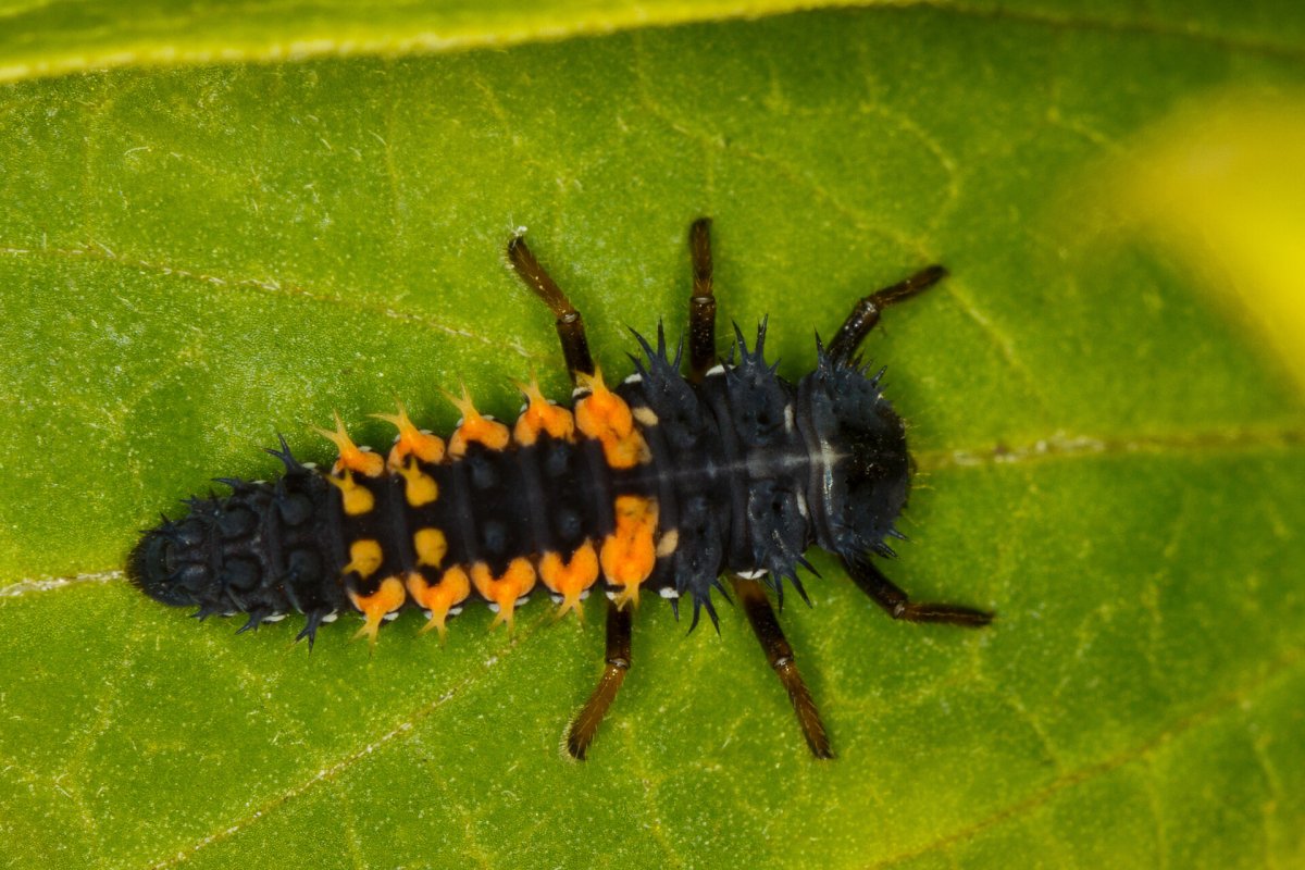Жук ЛАРВА насекомое