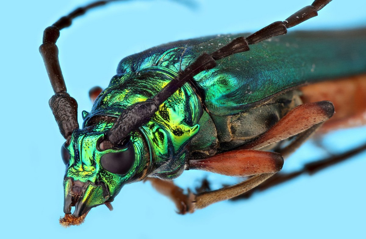 Насекомые картинки