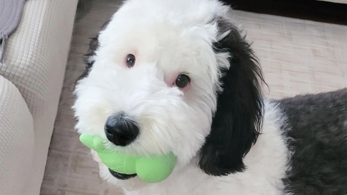 Собака корги