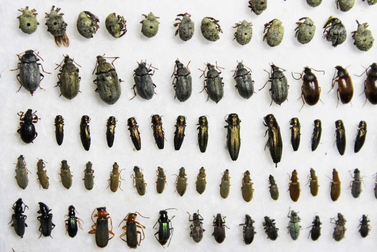 Определитель насекомых дальнего Востока жуки