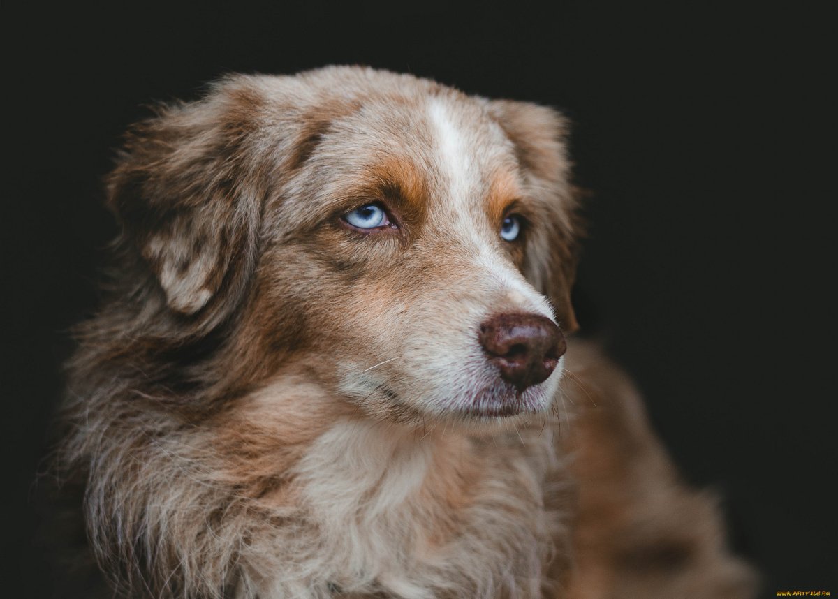 Кардинал собака