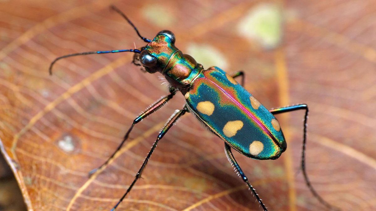 Австралийский Жук скакун