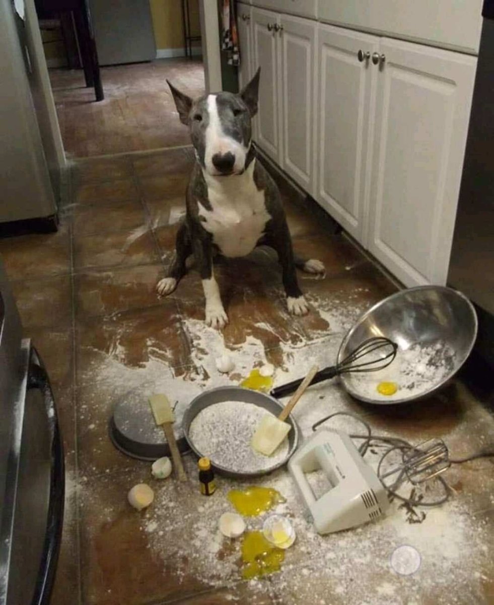 Потом суп с котом