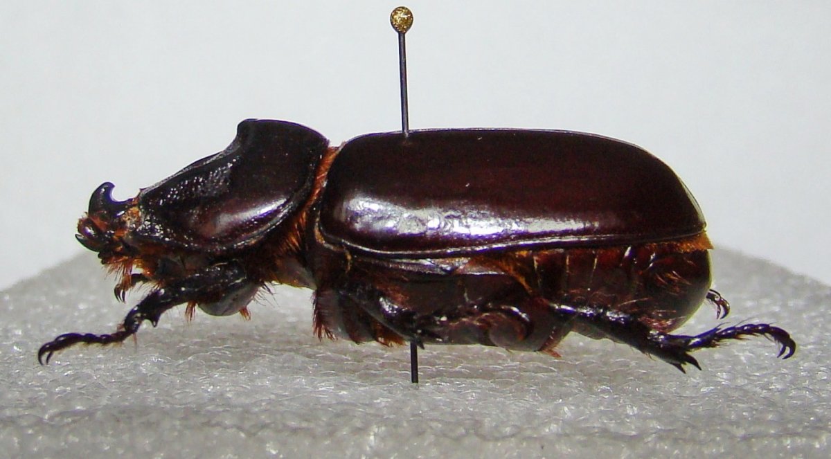 Жук чернотелка Березовая