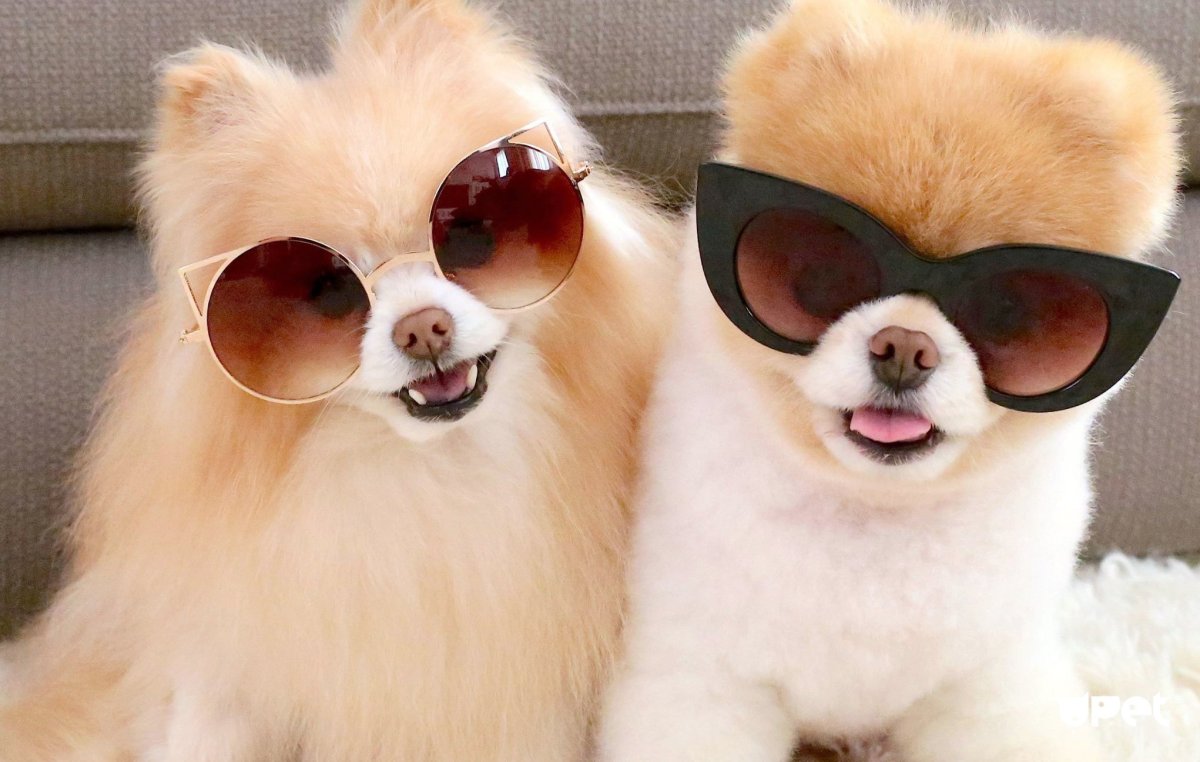 Эстетика собачек