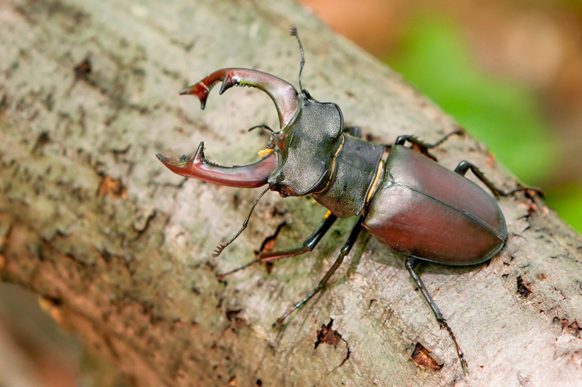 Жук носорог Дупляк