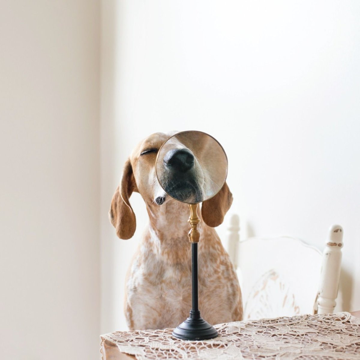 Хонза Рехачек