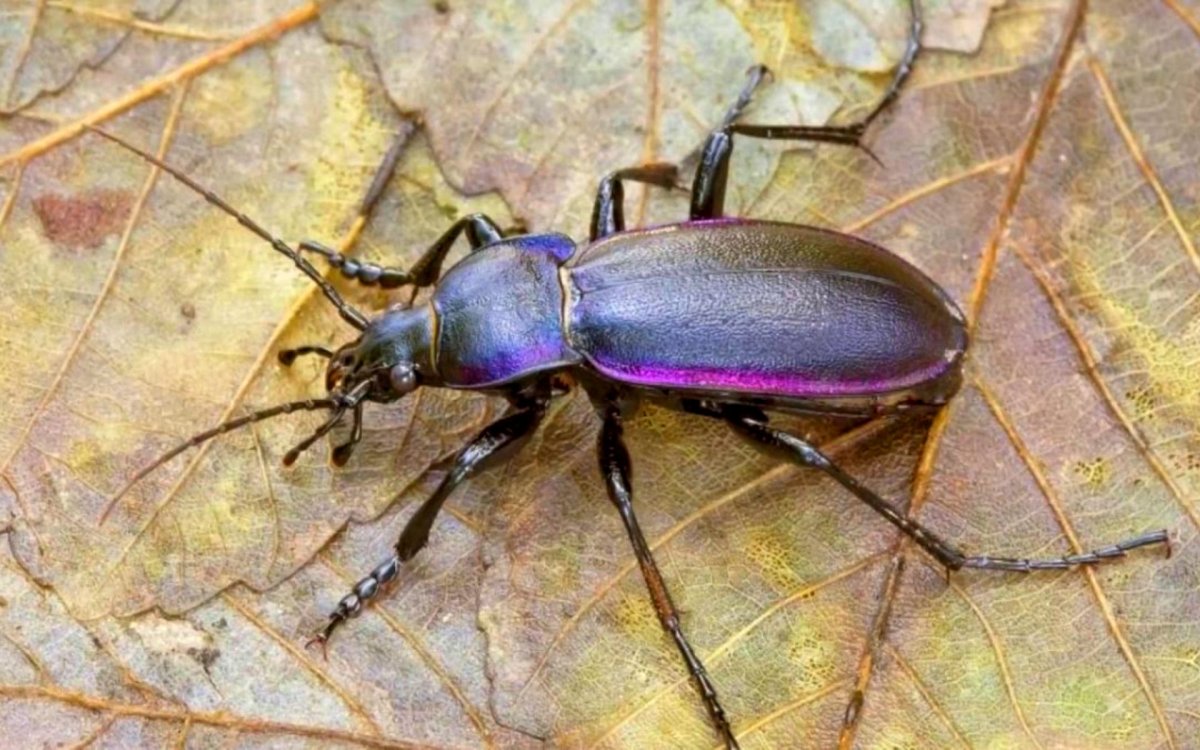 Жук жужелица