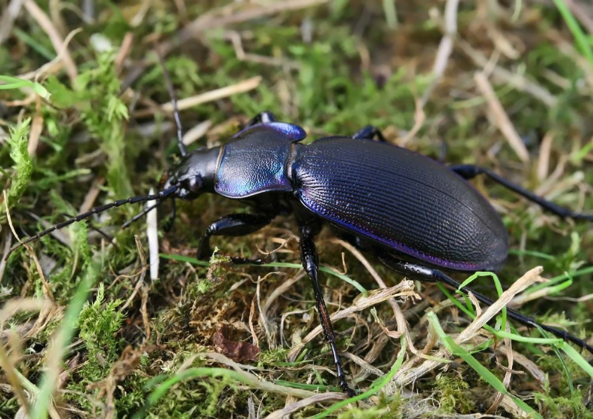 Жужелица венгерская Carabus Hungaricus