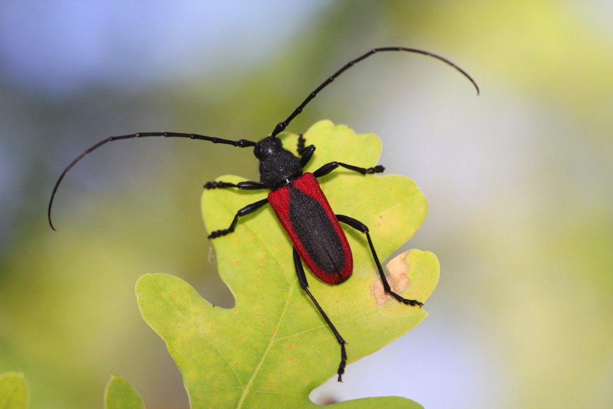 Жуки Саратовская область