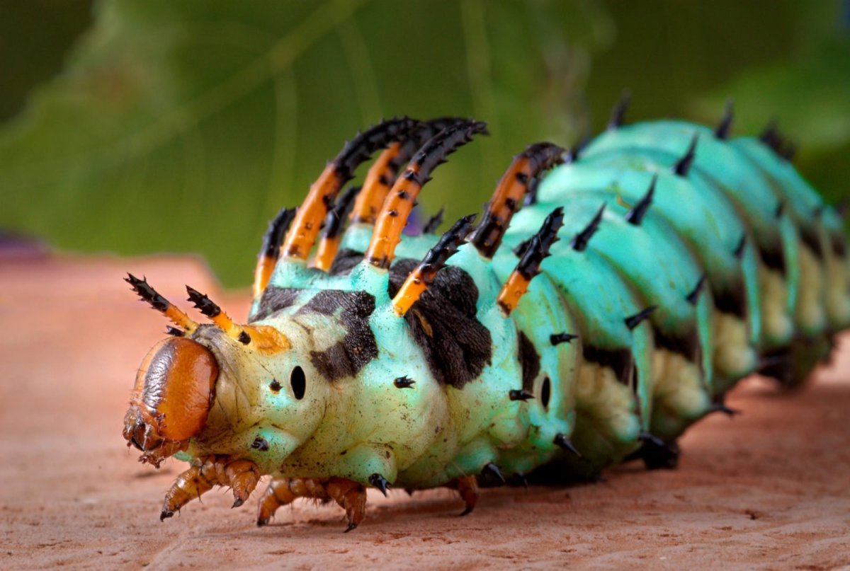 Цитерония Королевская гусеница бабочка