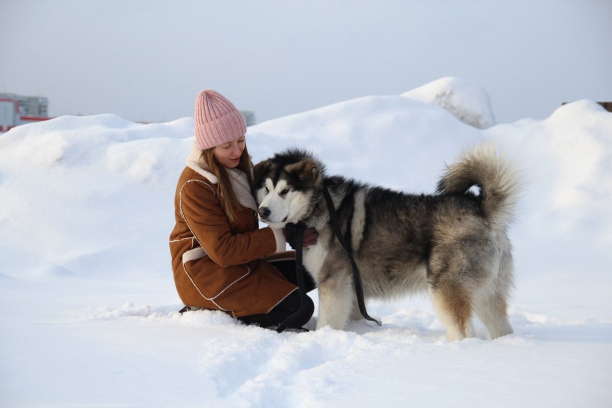 Смешное животное корги