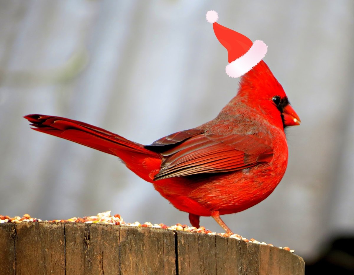 Корги aesthetic