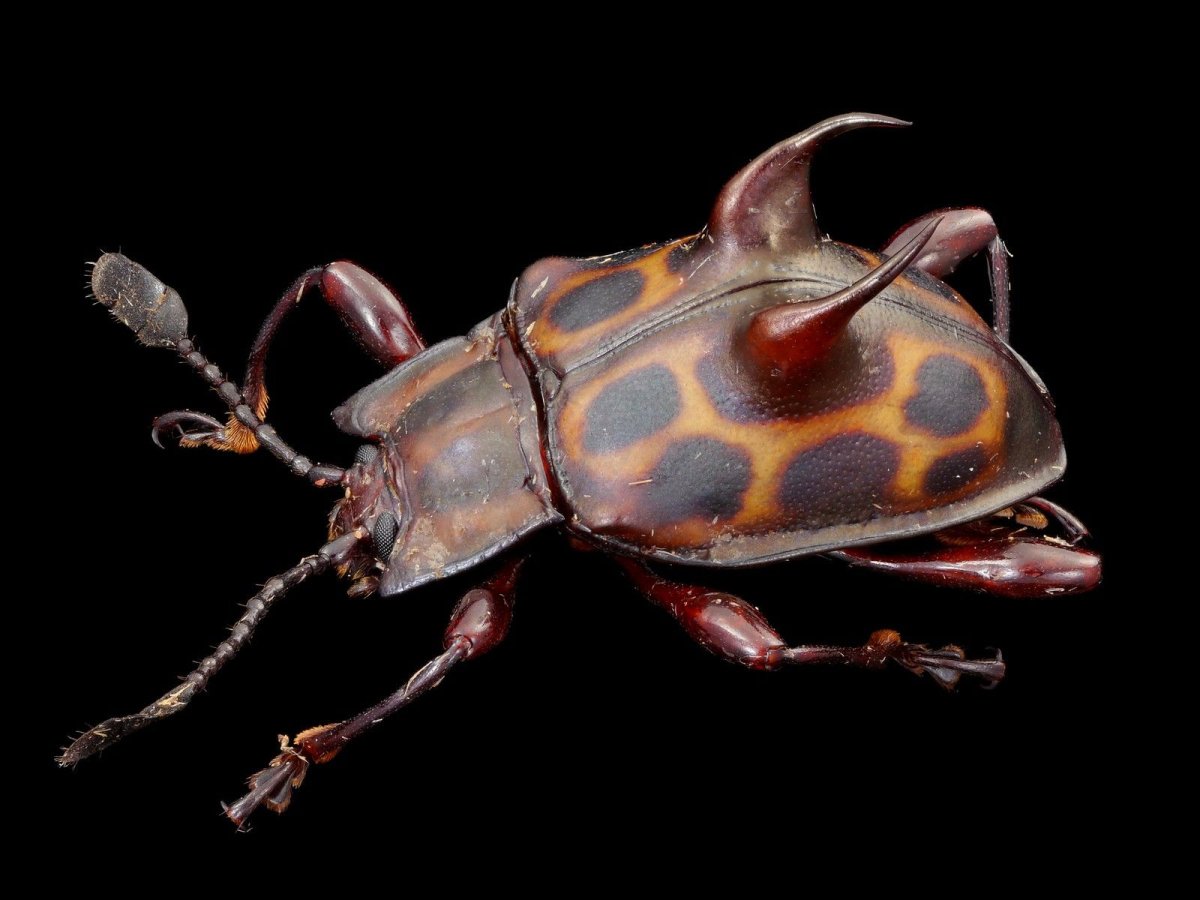 Жук веероус Coleoptera