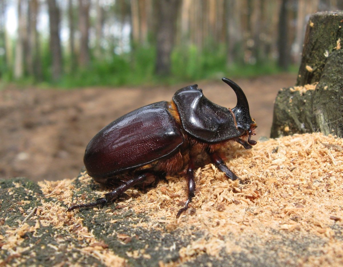 Жук носорог Дупляк