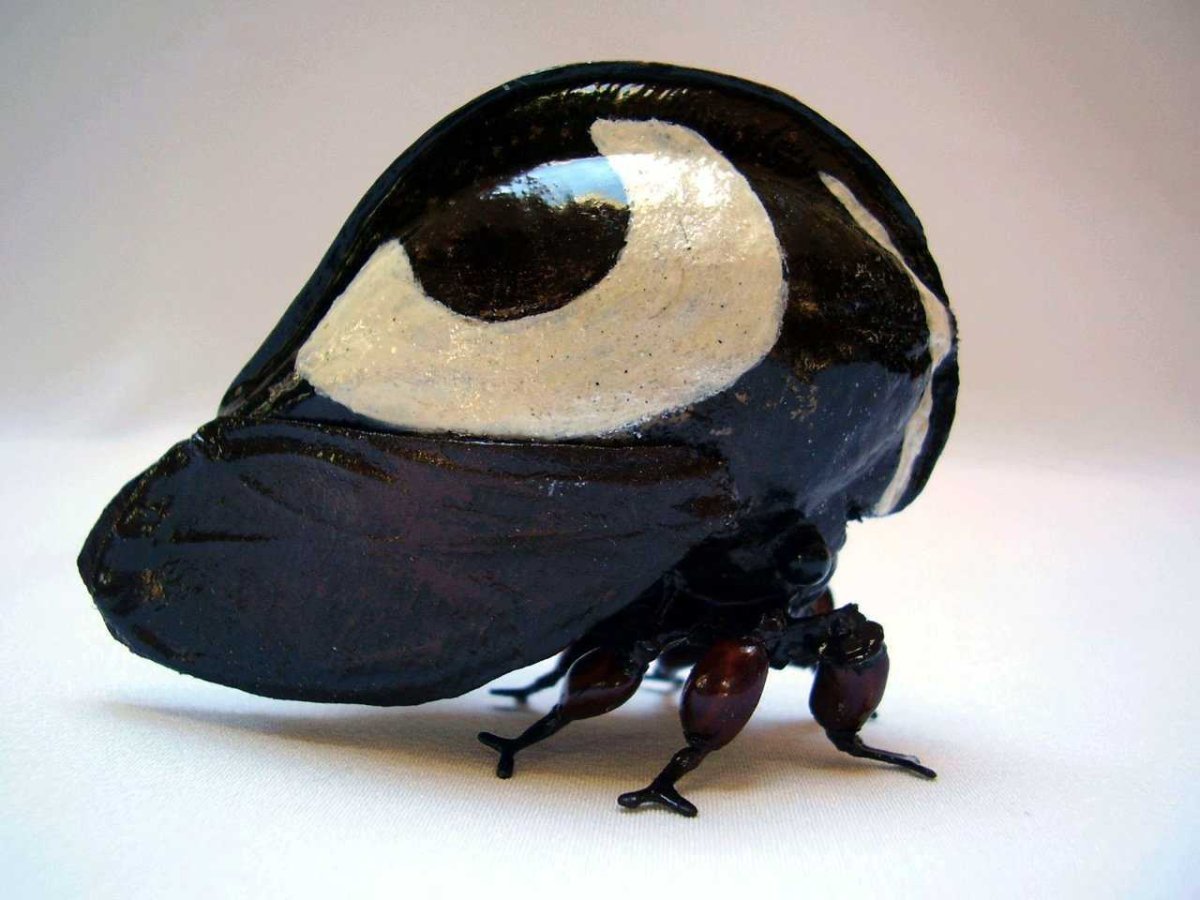 Жук красный пальмовый долгоносик