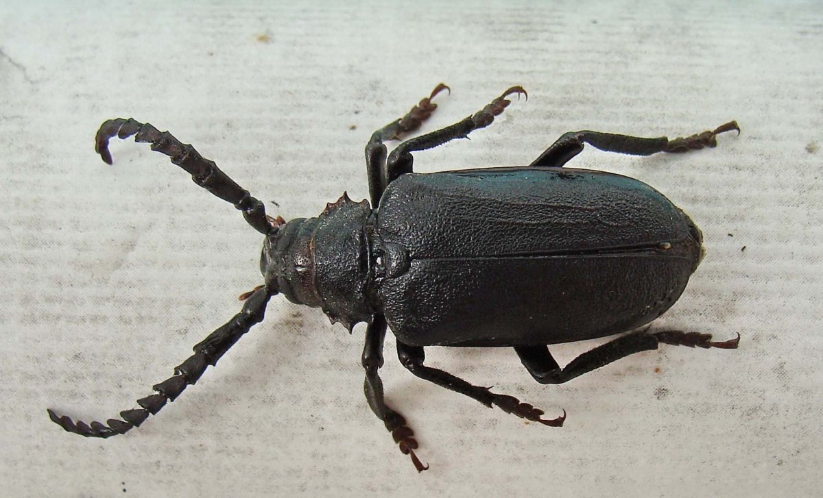 Усач Кожевник Prionus coriarius