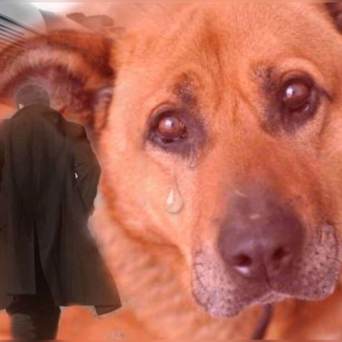 Шиба ину Рюдзи