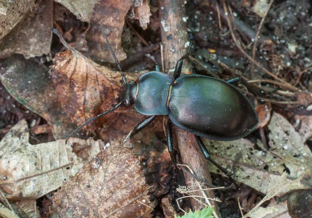 Жук олень жужелица