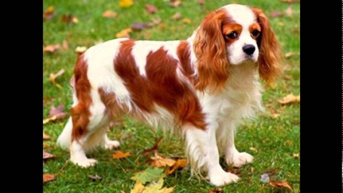 Кардинал спаниель