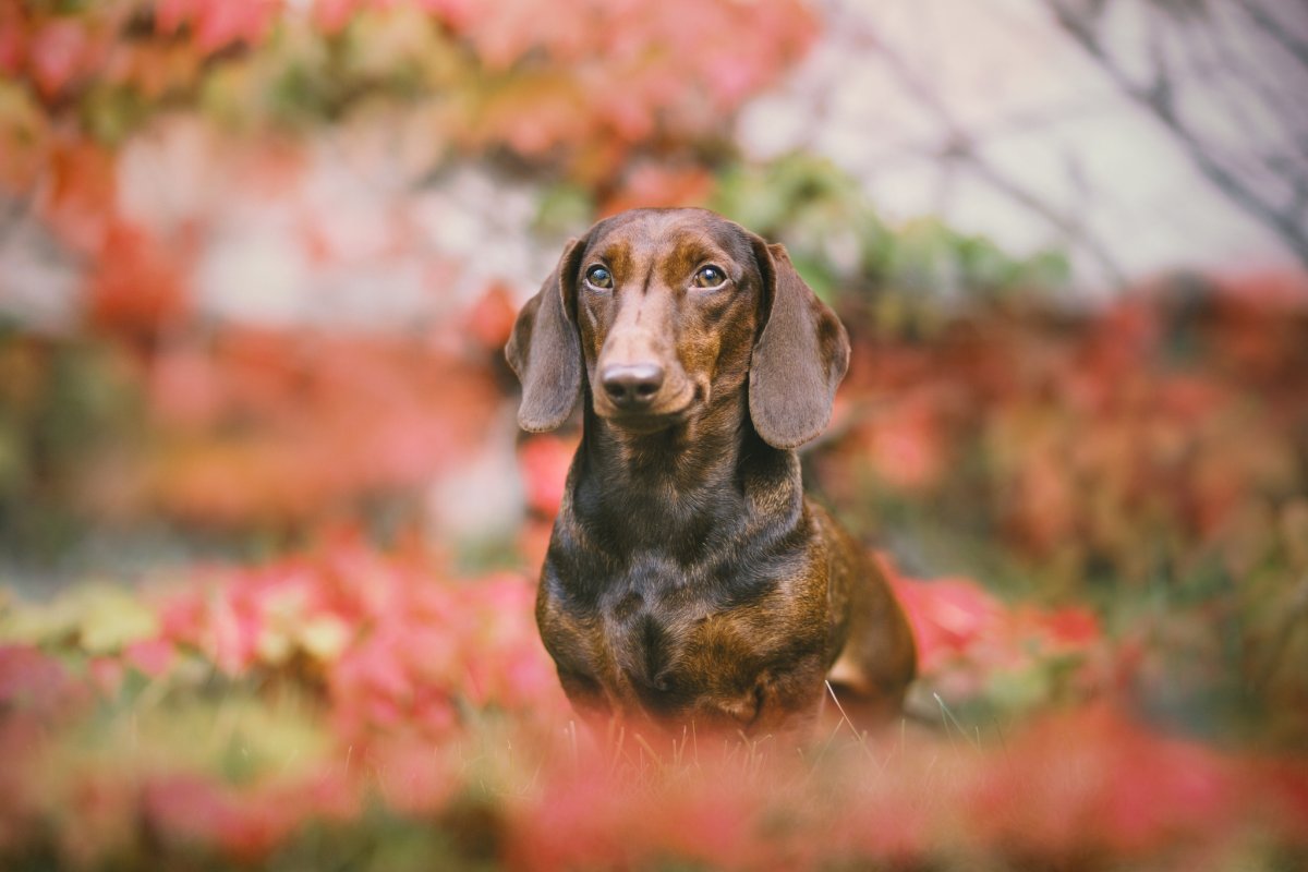 Красивые щенки