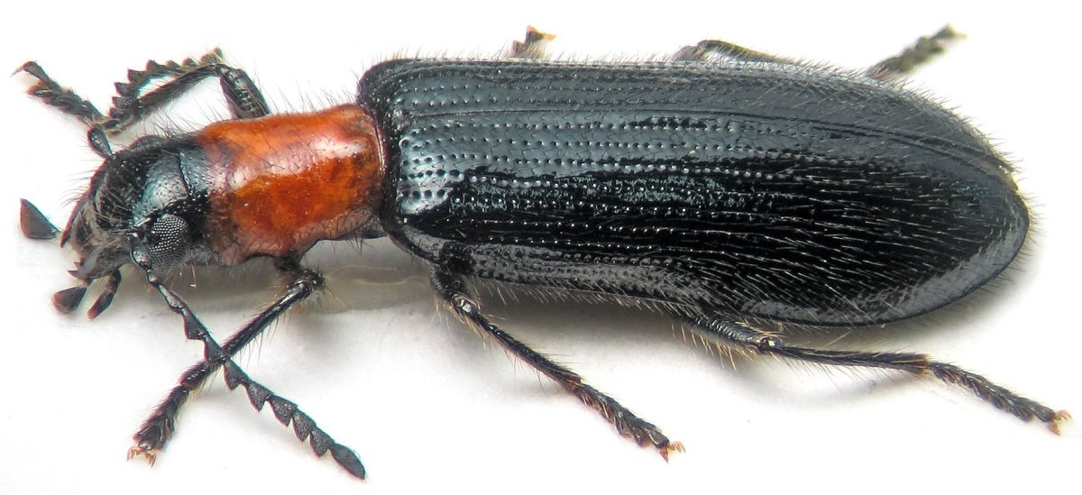 Lucanus capreolus