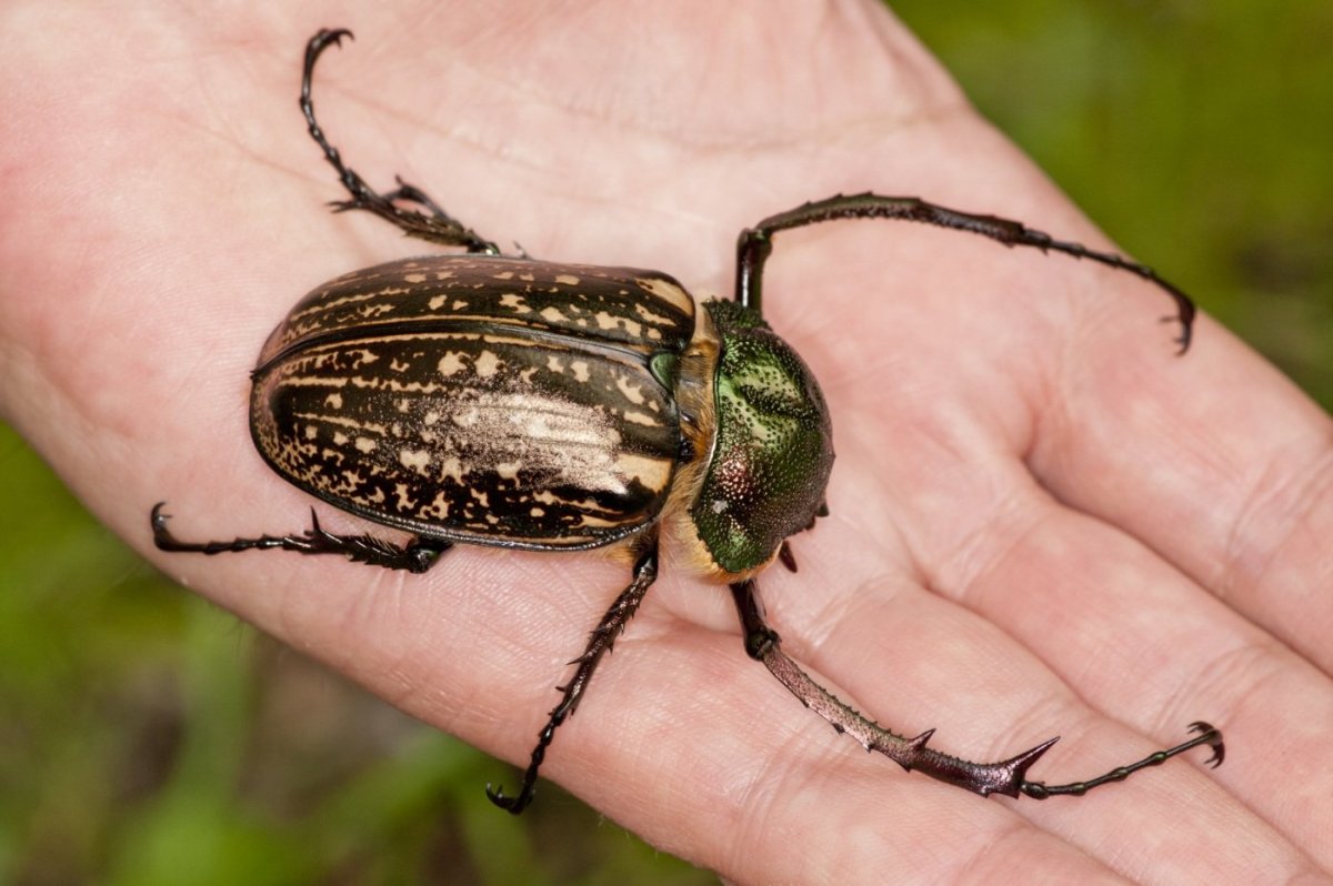 Жук ольхоед