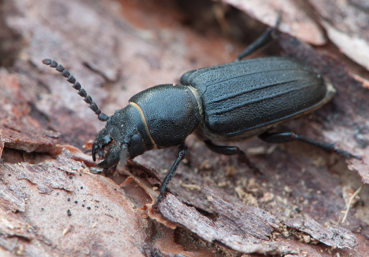 Жук усач короткоусый