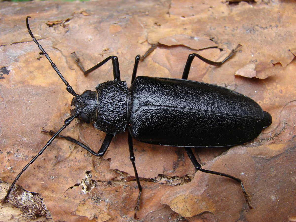 Усач-плотник (Ergates Faber)