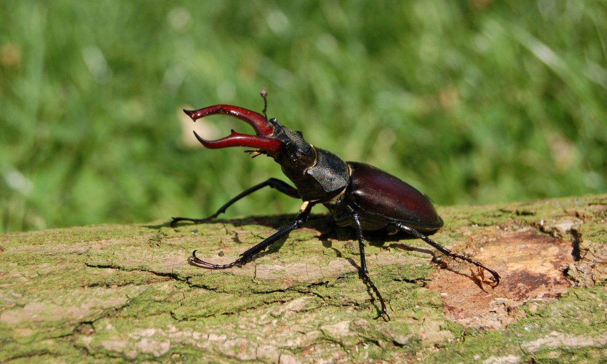 Жук Олененок обыкновенный