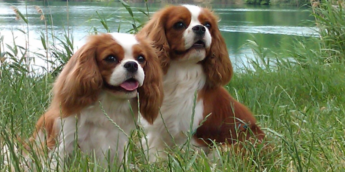 Коварел Кинг Чарльз спаниель