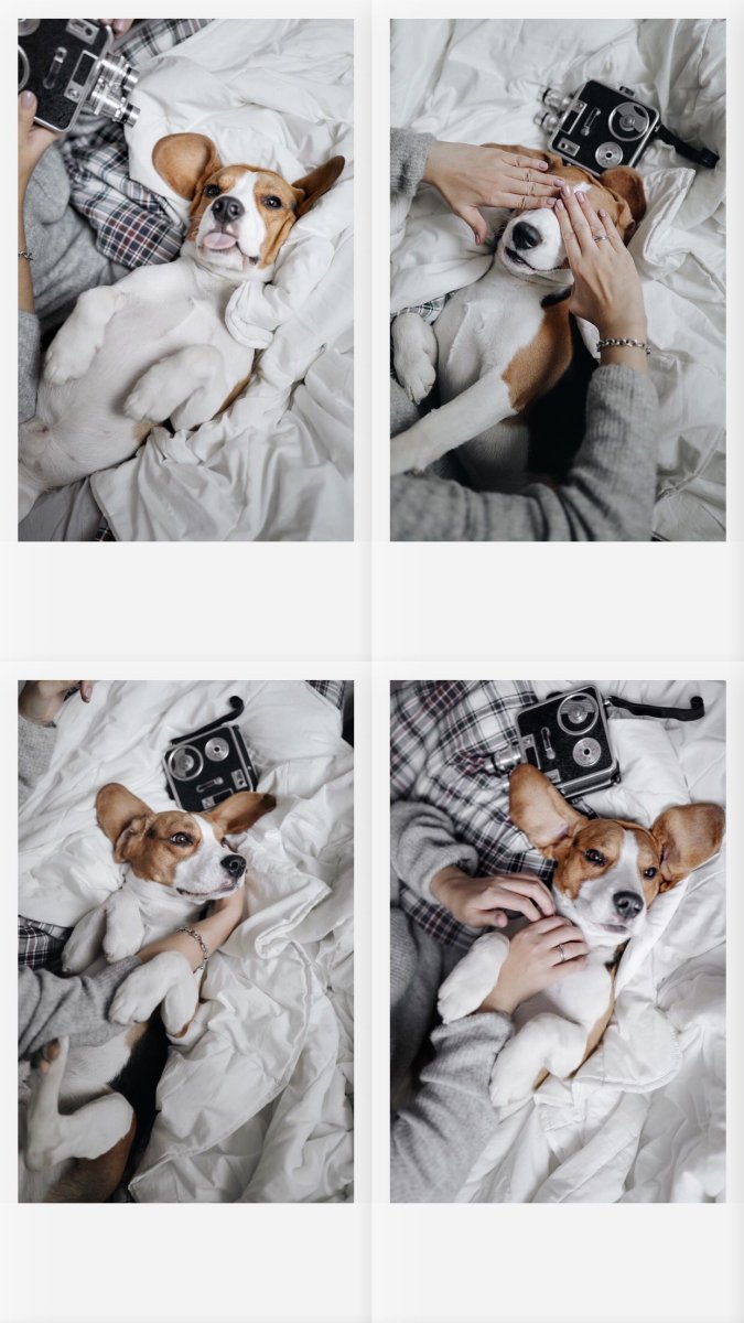 Самая популярная собака в инстаграме