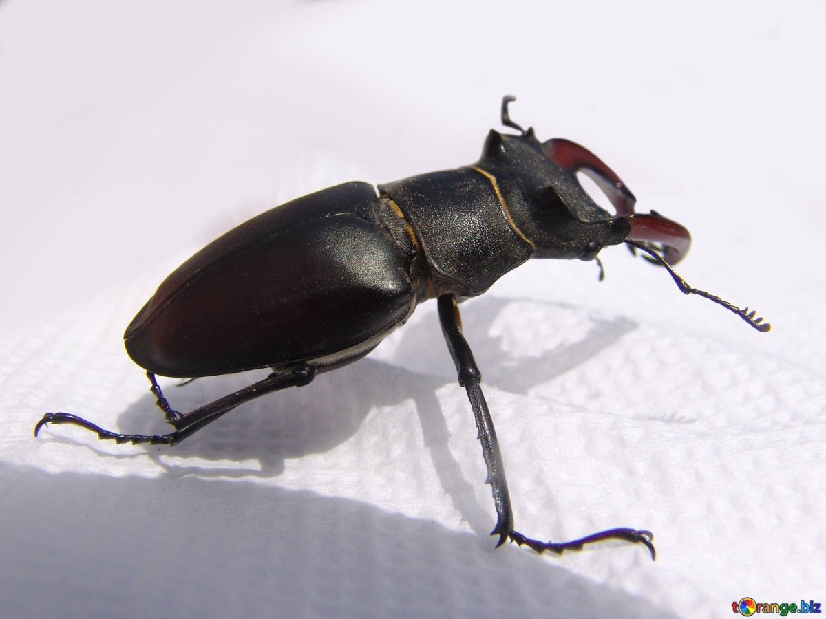 Жук Рогач Дыбовского