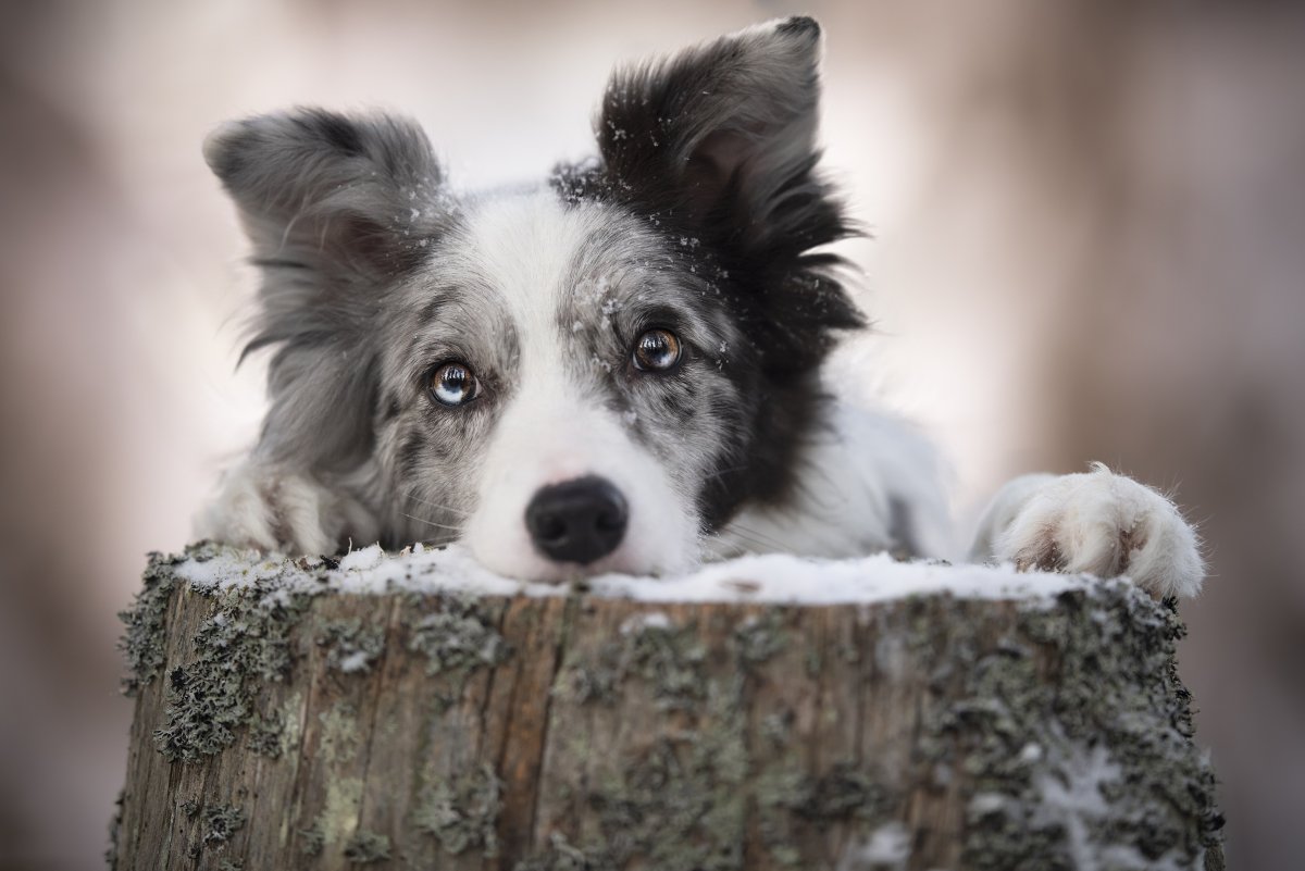 Эстетика собак
