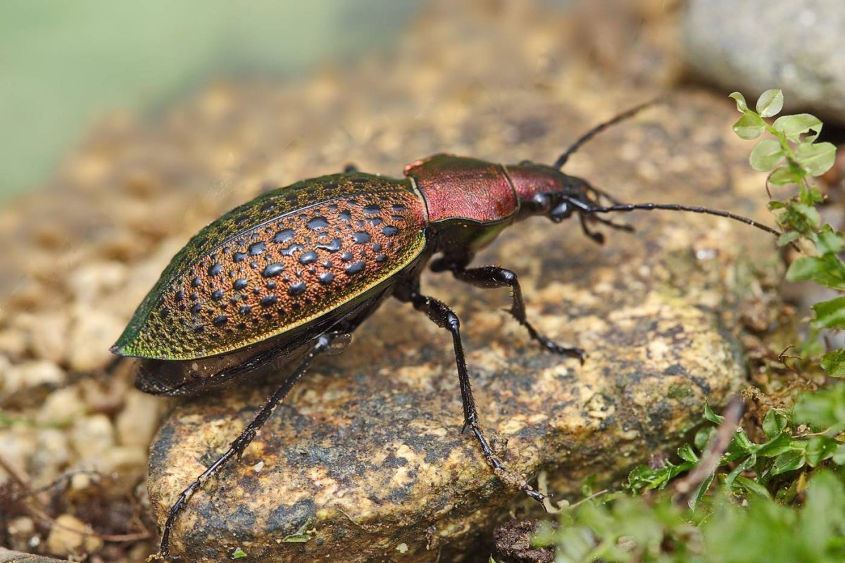 Жук жужелица Садовая