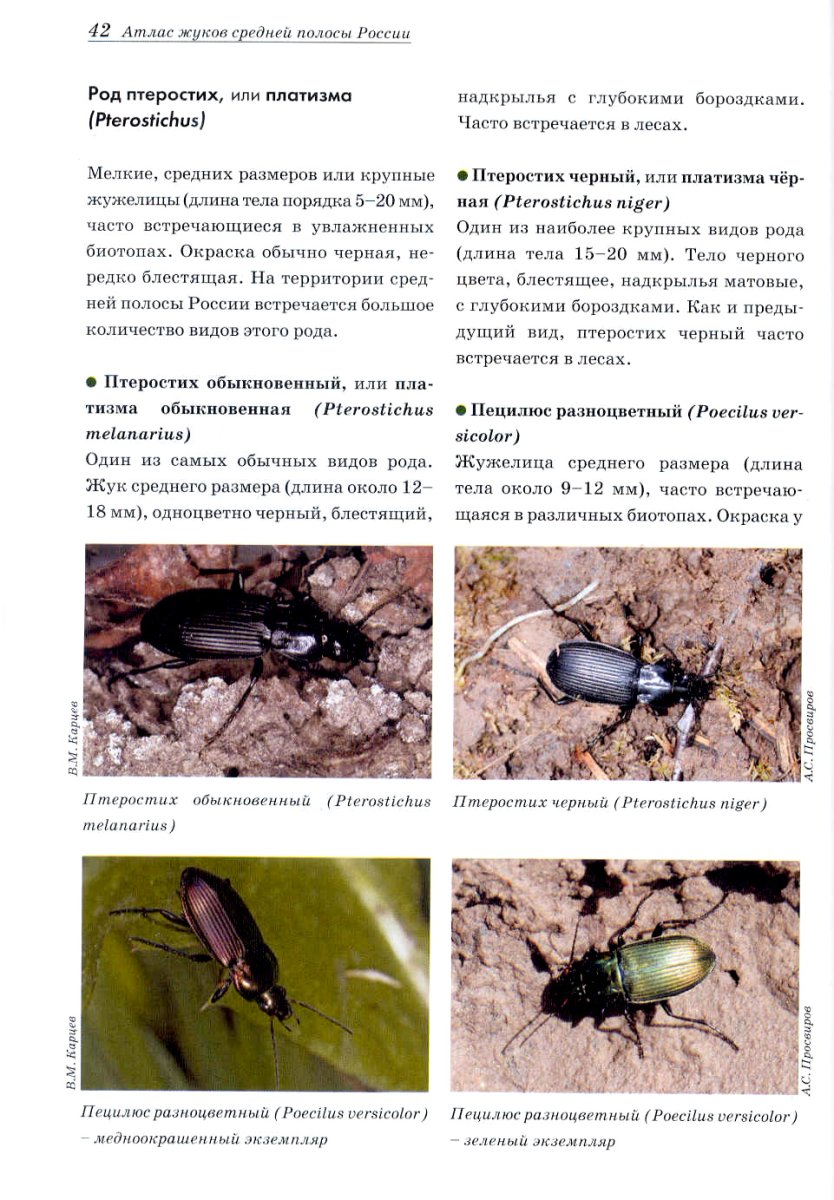 Жуки средней полосы России фото с названиями атлас-определитель