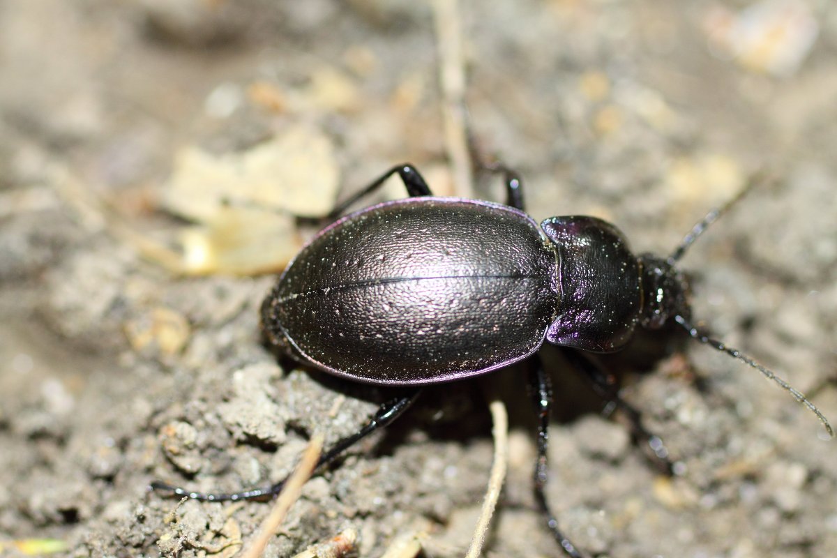 Жук жужелица черная Лесная