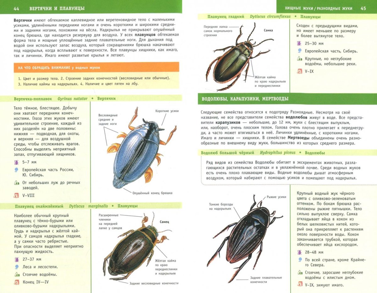 Жук жужелица венгерская
