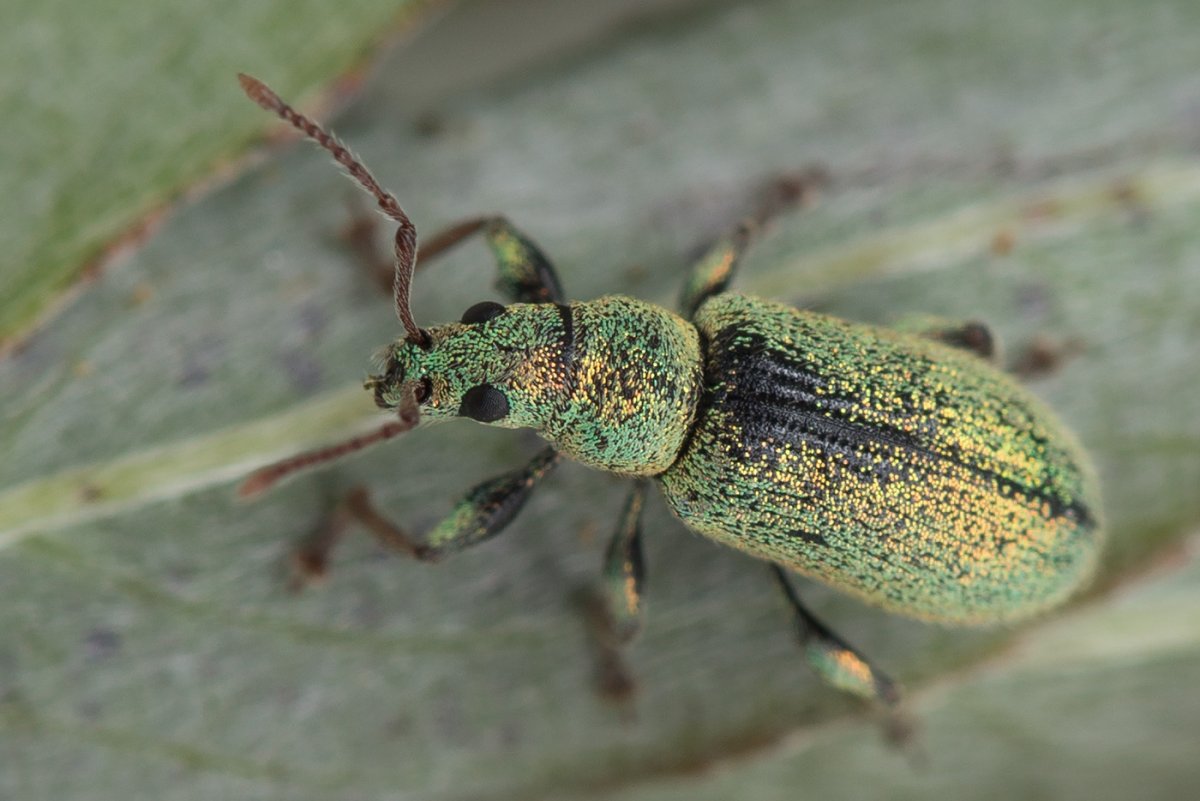 Долгоносик серебристый Phyllobius argentatus l.